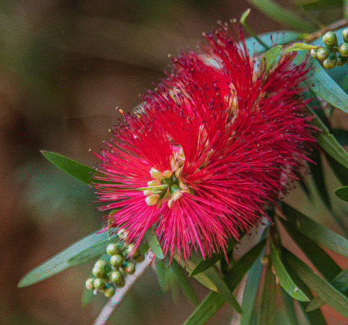 hypnotherapy-and-Counselling-2_resized hypnotherapy for pain management central coast PAIN MANAGEMENT PAIN RELIEF CHRONIC PAIN MANAGEMENT BACK PAIN