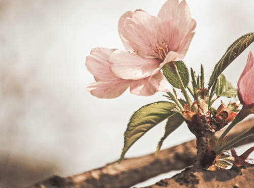 zane-lee-ICbzEJfPfAY-unsplash GRIEF AND LOSS ANXIETY STRESS PTSD Loneliness Hypnotherapy for Grief