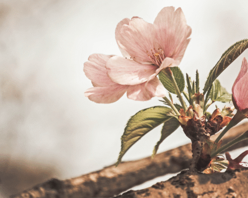 zane-lee-ICbzEJfPfAY-unsplash GRIEF AND LOSS ANXIETY STRESS PTSD Loneliness Hypnotherapy for Grief